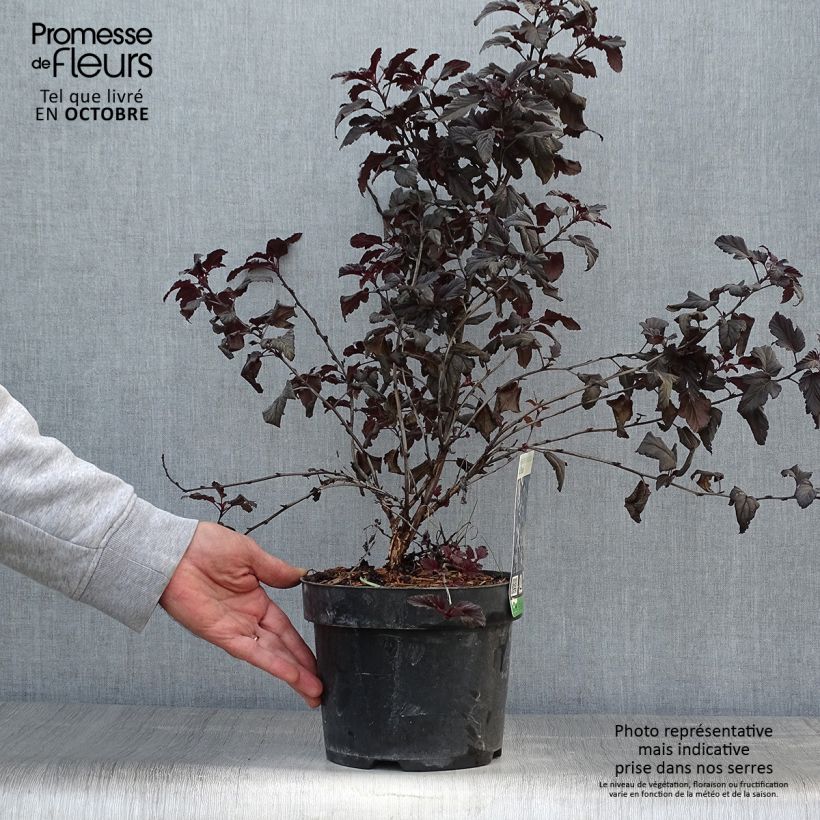 Exemplar von Blasenspiere All Black - Physocarpus Topf mit 3L/4L wie im Herbst geliefert