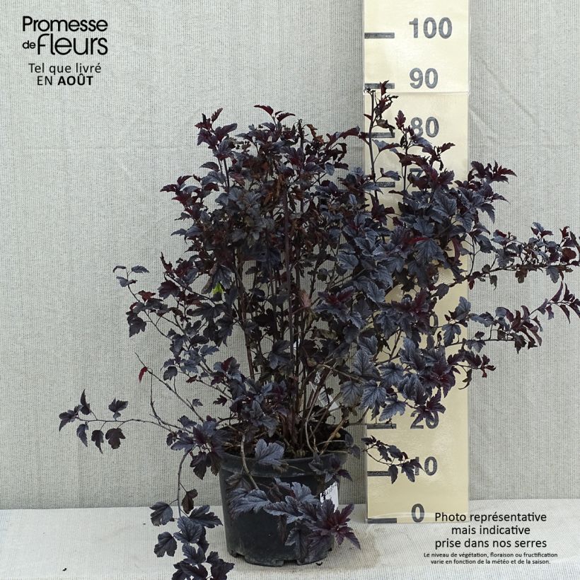 Exemplar von Blasenspiere All Black - Physocarpus Topf mit 7,5L/10L wie im Sommer geliefert