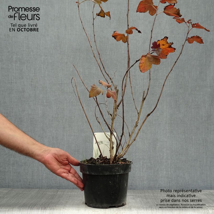 Exemplar von Blasenspiere Amber Jubilee - Physocarpus Topf mit 3L/4L wie im Herbst geliefert