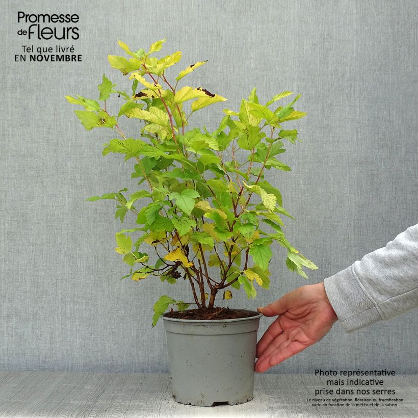 Exemplar von Blasenspiere Angel Gold - Physocarpus Topf mit 3L/4L wie im Herbst geliefert