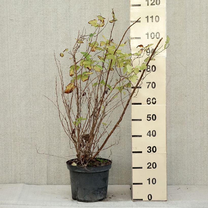 Exemplar von Blasenspiere Angel Gold - Physocarpus Topf mit 7,5L/10L wie im Herbst geliefert