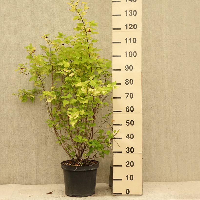 Exemplar von Blasenspiere Angel Gold - Physocarpus Topf mit 7,5L/10L wie im Sommer geliefert