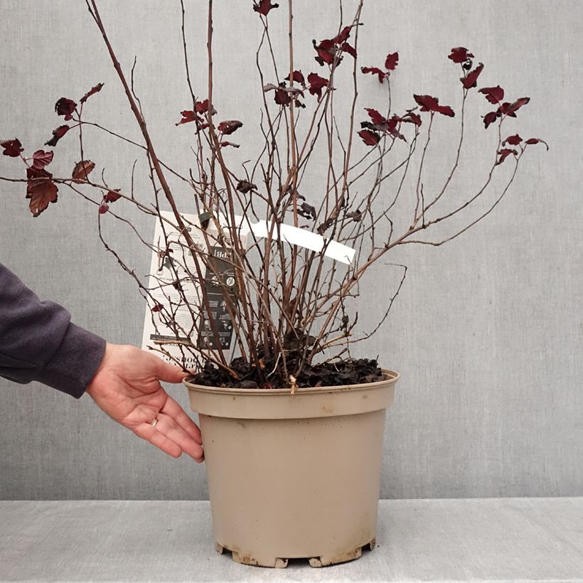 Exemplar von Blasenspiere Black light - Physocarpus Topf mit 7,5L/10L wie im Herbst geliefert