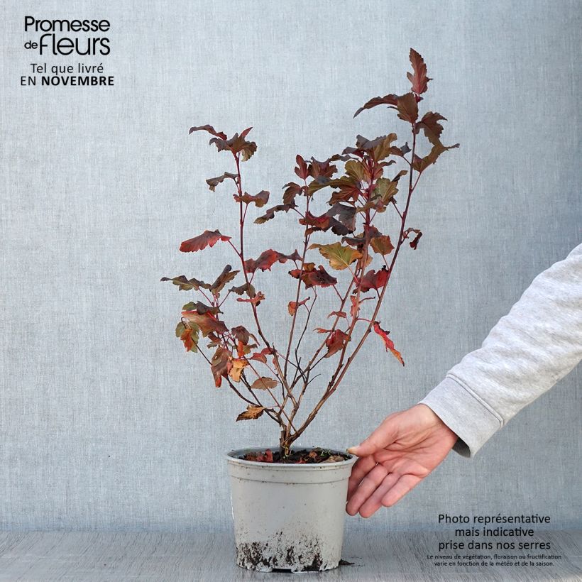 Exemplar von Blasenspiere Diable D'Or - Physocarpus Topf mit 3L/4L wie im Herbst geliefert