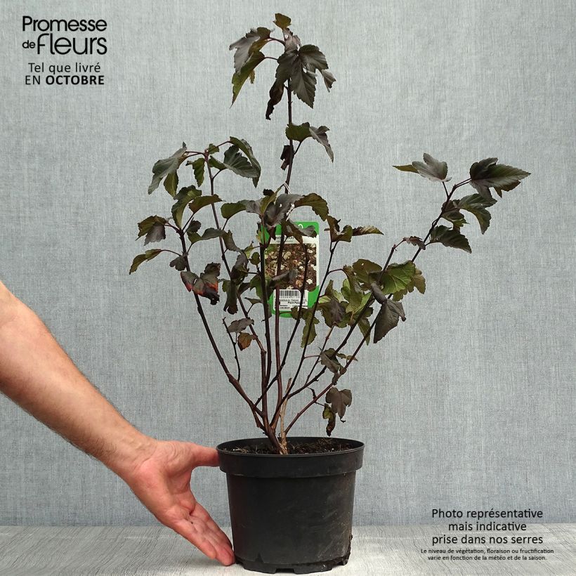 Exemplar von Dunkelrote Blasenspiere Diabolo - Physocarpus Topf mit 3L/4L wie im Herbst geliefert