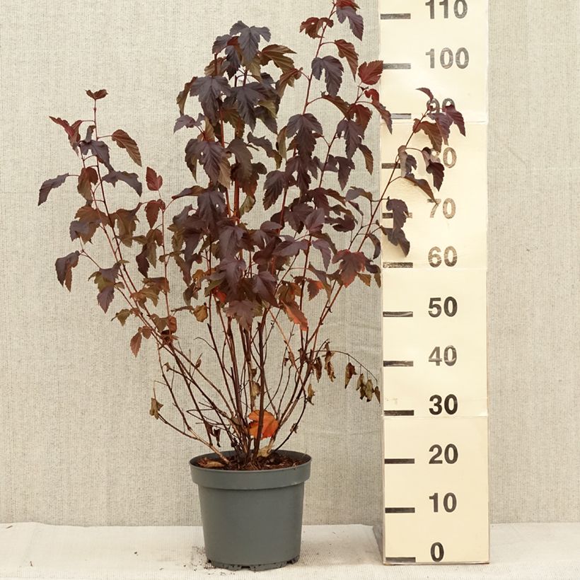 Exemplar von Dunkelrote Blasenspiere Diabolo - Physocarpus Topf mit 6L/7L wie im Herbst geliefert