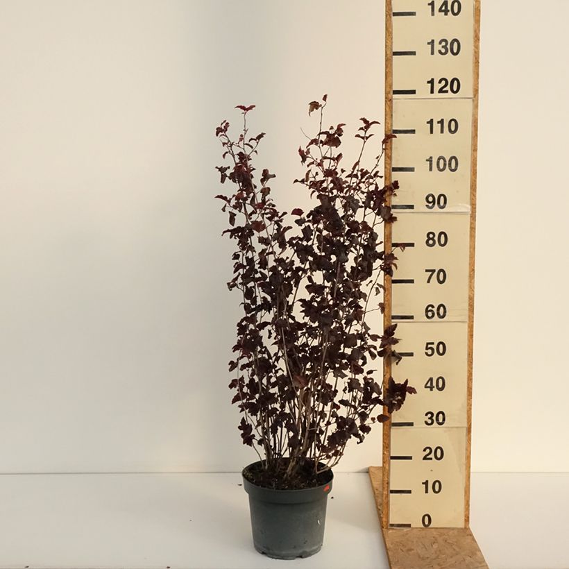 Exemplar von Dunkelrote Blasenspiere Diabolo - Physocarpus Topf mit 6L/7L wie im Sommer geliefert