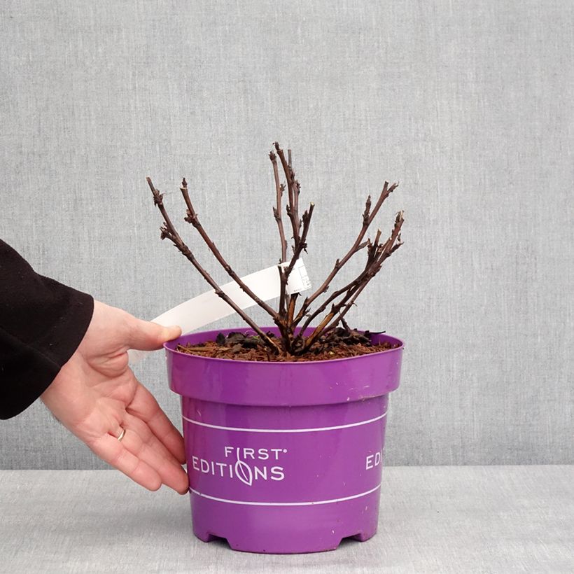 Exemplar von Blasenspiere Fireside 'UMN Harpell' First Editions® - Physocarpus Topf mit 3L/4L wie im Winter geliefert