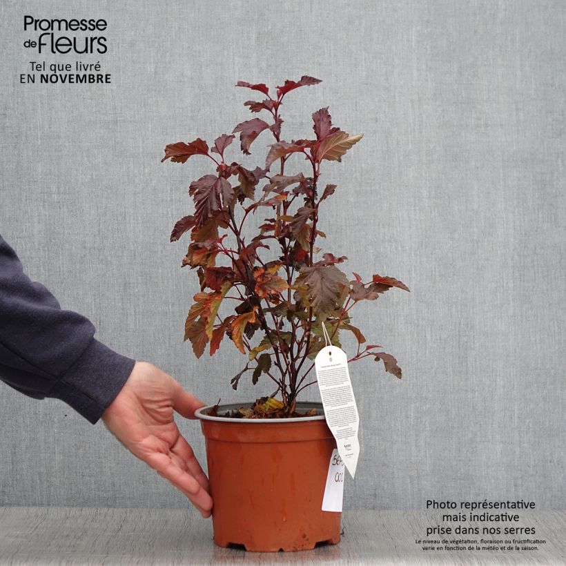 Exemplar von Blasenspiere Little Angel - Physocarpus Topf mit 2L/3L wie im Herbst geliefert