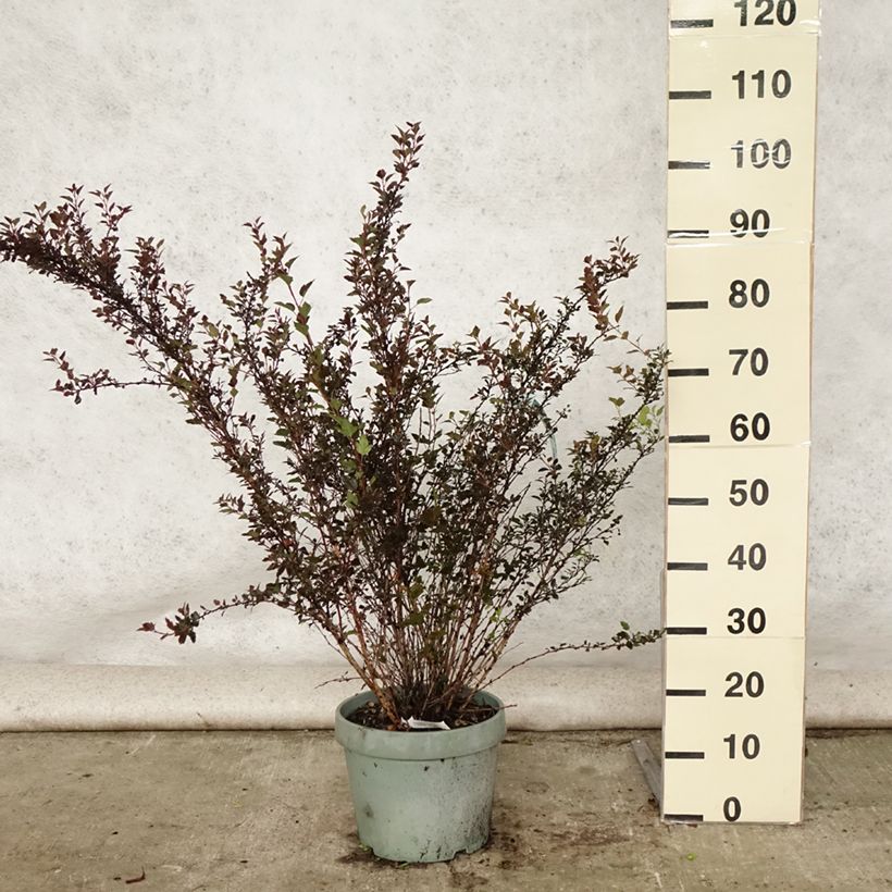 Exemplar von Blasenspiere Little Devil - Physocarpus Topf mit 7,5L/10L wie im Sommer geliefert