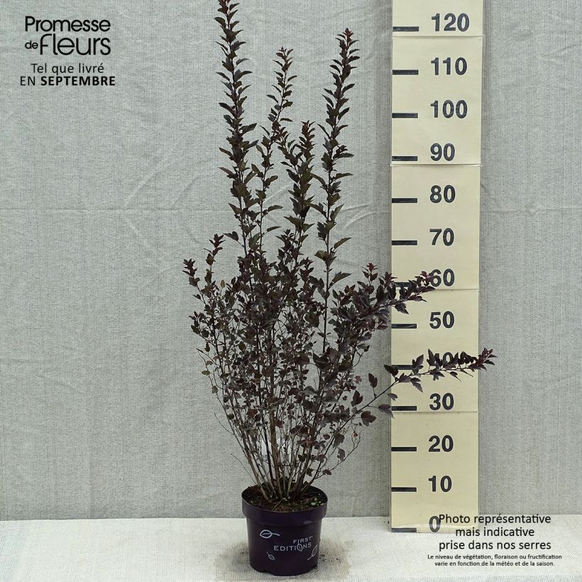 Exemplar von Blasenspiere Little Devil - Physocarpus Topf mit 3L/4L wie im Sommer geliefert