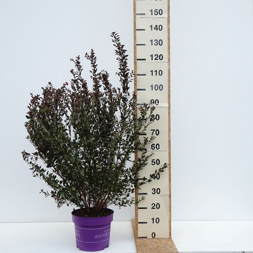 Exemplar von Blasenspiere Little Devil - Physocarpus Topf mit 7,5L/10L wie im Herbst geliefert