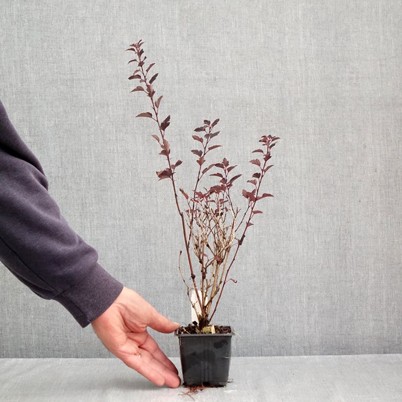 Exemplar von Blasenspiere Little Joker - Physocarpus Kleine Töpfe von 8/9 cm wie im Herbst geliefert