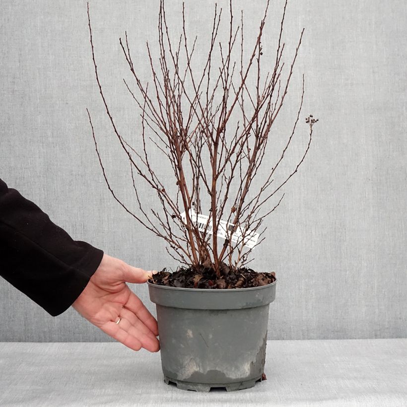 Exemplar von Blasenspiere Little Joker - Physocarpus Topf mit 2L/3L wie im Winter geliefert