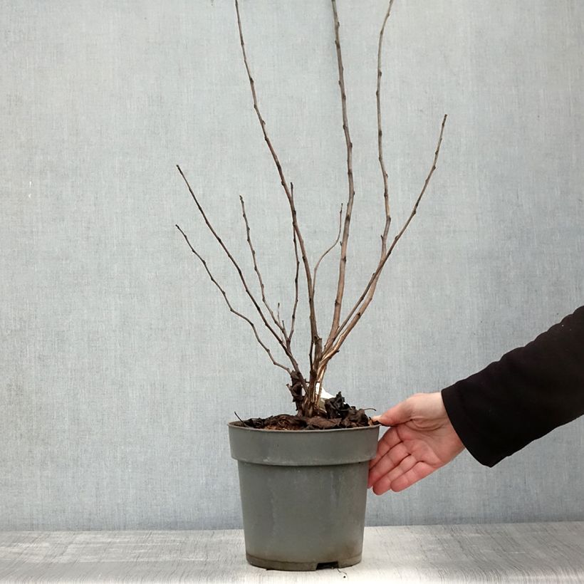 Exemplar von Blasenspiere Magic Ball - Physocarpus Topf mit 3L/4L wie im Herbst geliefert