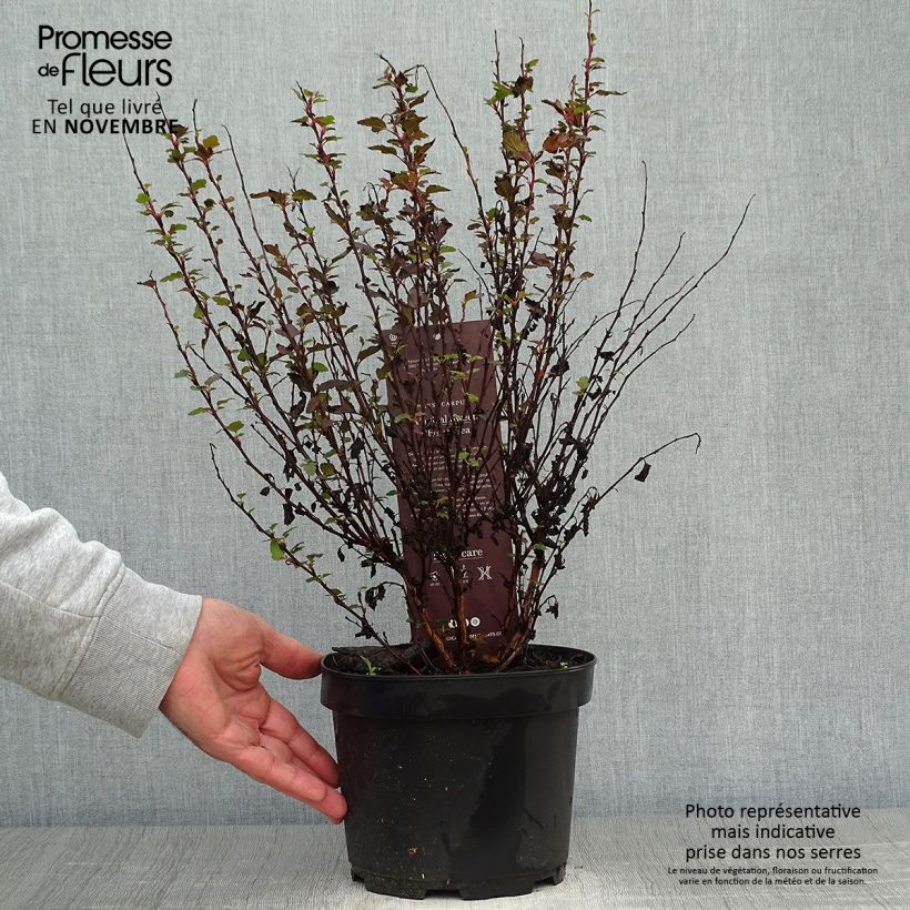 Exemplar von Blasenspiere Magic Sweet Cherry Tea - Physocarpus Topf mit 3L/4L wie im Herbst geliefert