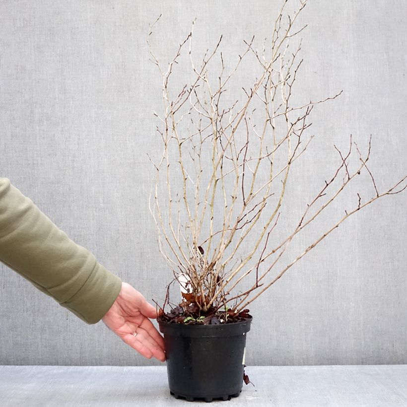 Exemplar von Blasenspiere Nugget - Physocarpus Topf mit 3L/4L wie im Winter geliefert