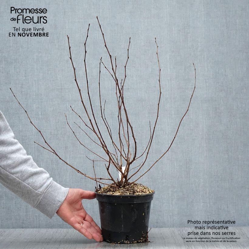Exemplar von Blasenspiere Nugget - Physocarpus Topf mit 3L/4L wie im Herbst geliefert