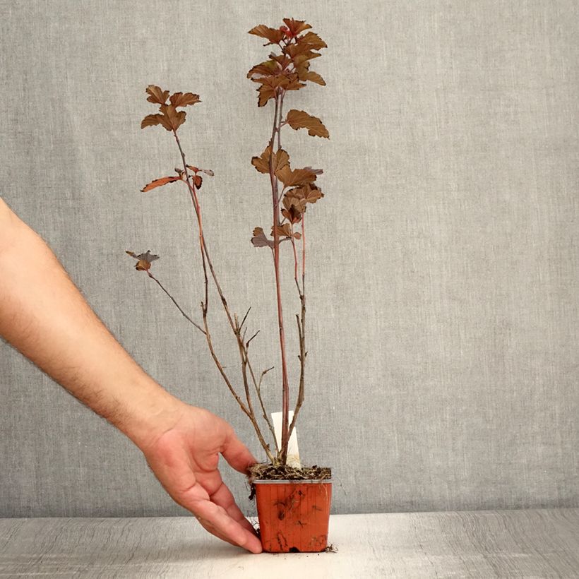 Exemplar von Blasenspiere Red Baron - Physocarpus Kleine Töpfe von 8/9 cm wie im Sommer geliefert