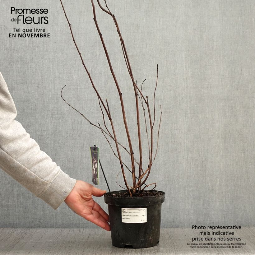 Exemplar von Blasenspiere Red Baron - Physocarpus Topf mit 2L/3L wie im Herbst geliefert