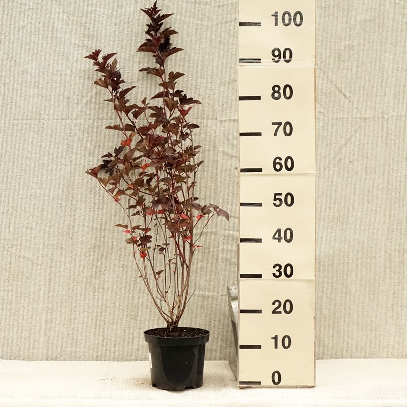 Exemplar von Blasenspiere Red Baron - Physocarpus Topf mit 2L/3L wie im Sommer geliefert