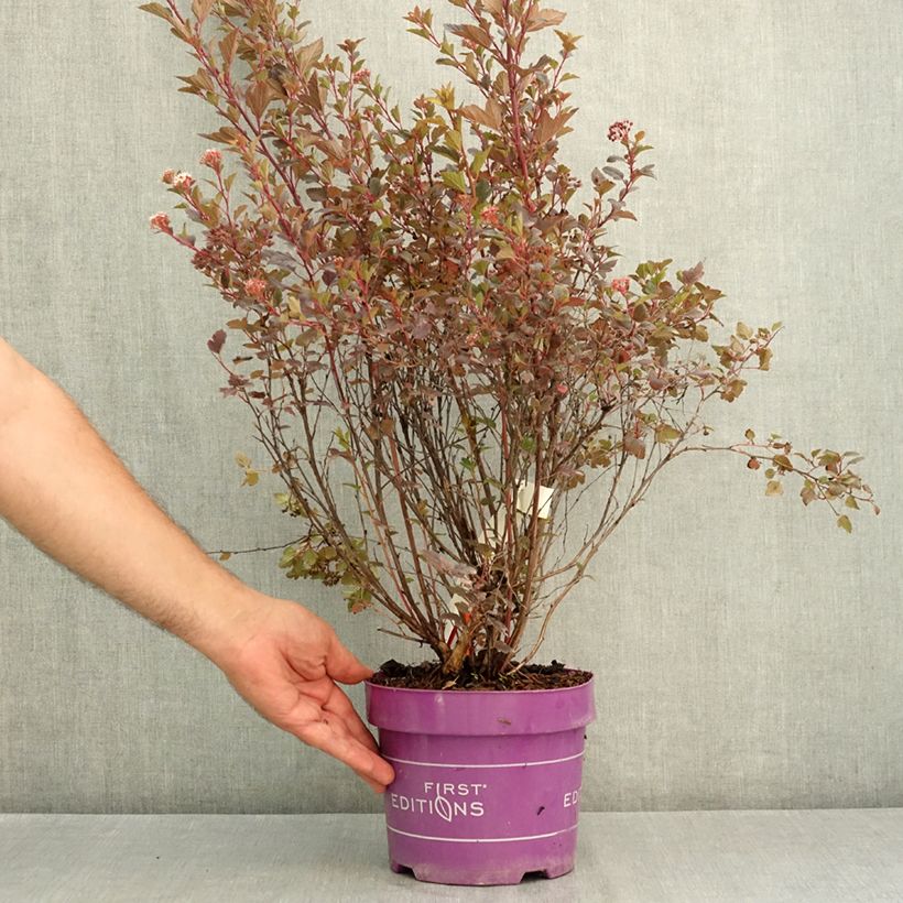Exemplar von Blasenspiere Spicy Devil - Physocarpus opulifolius Topf mit 3L/4L wie im Sommer geliefert