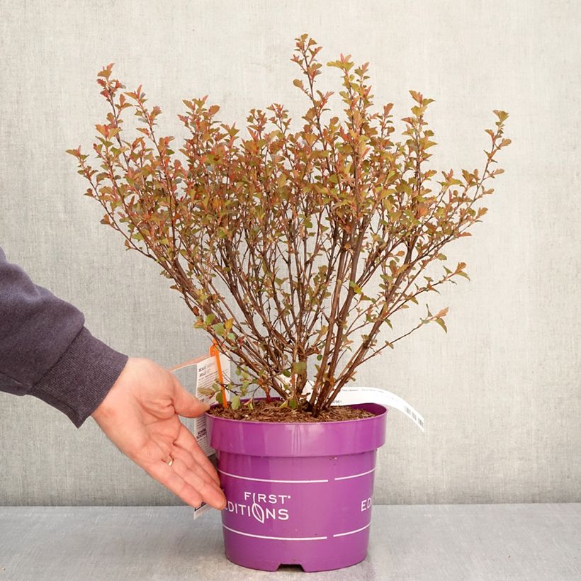 Exemplar von Blasenspiere Spicy Devil - Physocarpus opulifolius Topf mit 3L/4L wie im Frühjahr geliefert