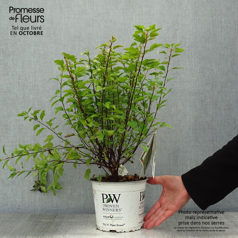 Exemplar von Blasenspiere Tiny Wine Gold - Physocarpus Topf mit 2L/3L wie im Herbst geliefert