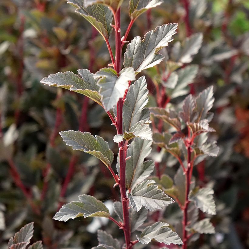 Blasenspiere Tiny Wine® Proven Winners® - Physcocarpus (Laub)