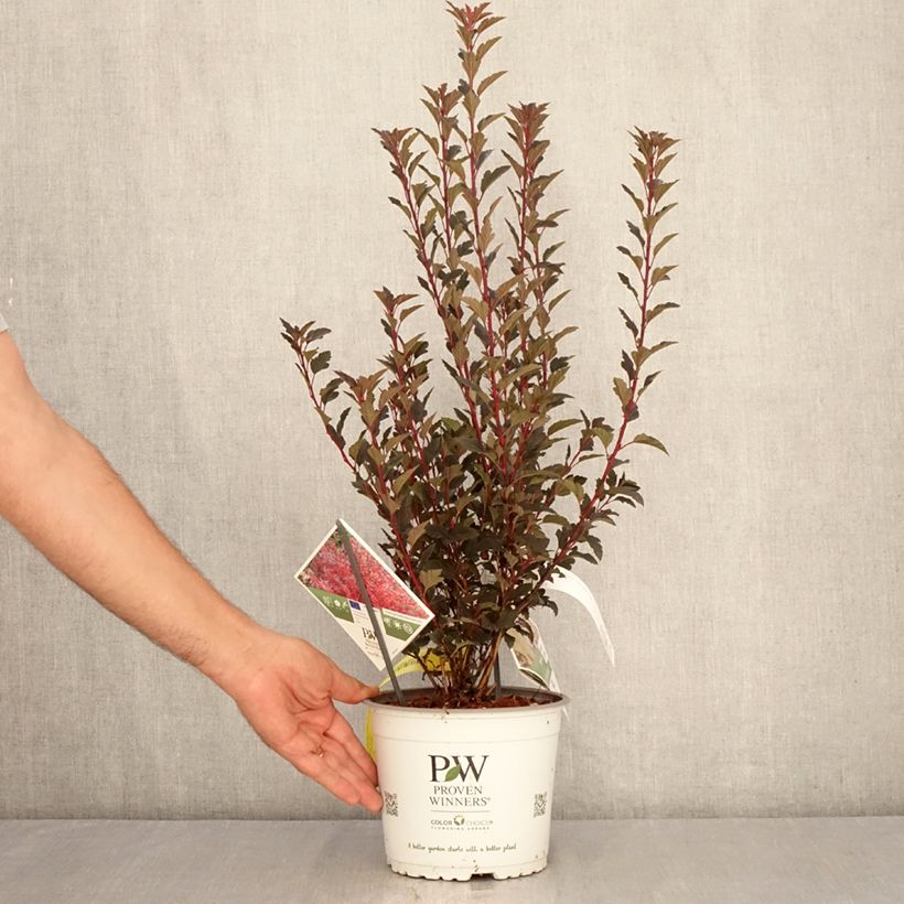 Exemplar von Blasenspiere Tiny Wine® Proven Winners® - Physcocarpus Topf mit 3L/4L wie im Sommer geliefert
