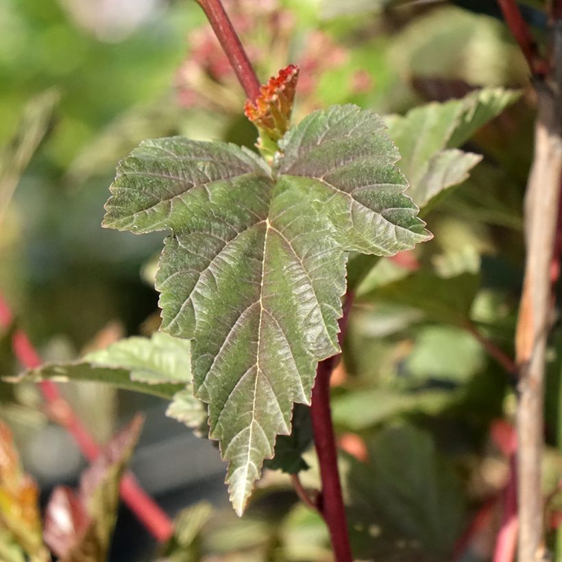 Blasenspiere Zdechovice - Physocarpus (Laub)