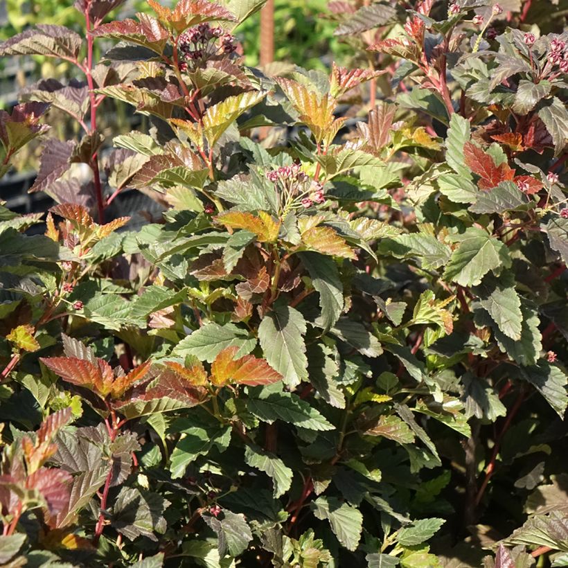 Blasenspiere Zdechovice - Physocarpus (Hafen)