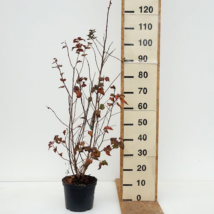 Exemplar von Blasenspiere Zdechovice - Physocarpus Topf mit 3L/4L wie im Herbst geliefert