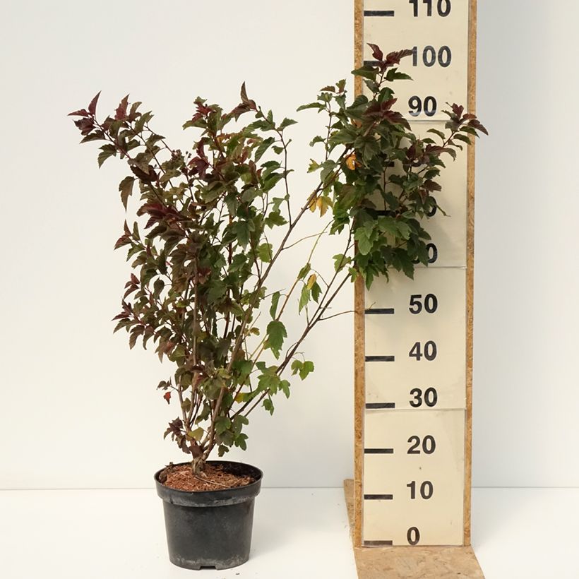 Exemplar von Blasenspiere Zdechovice - Physocarpus Topf mit 3L/4L wie im Sommer geliefert