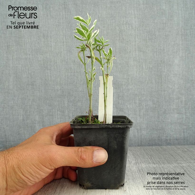 Exemplar von Physostegia virginiana Variegata - Gelenkblume Kleine Töpfe von 8/9 cm wie im Sommer geliefert