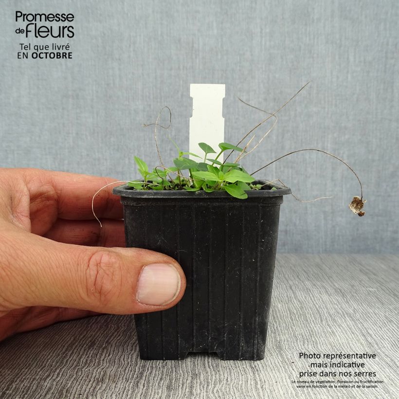 Exemplar von Phyteuma scheuchzeri - Teufelskralle Kleine Töpfe von 8/9 cm wie im Herbst geliefert