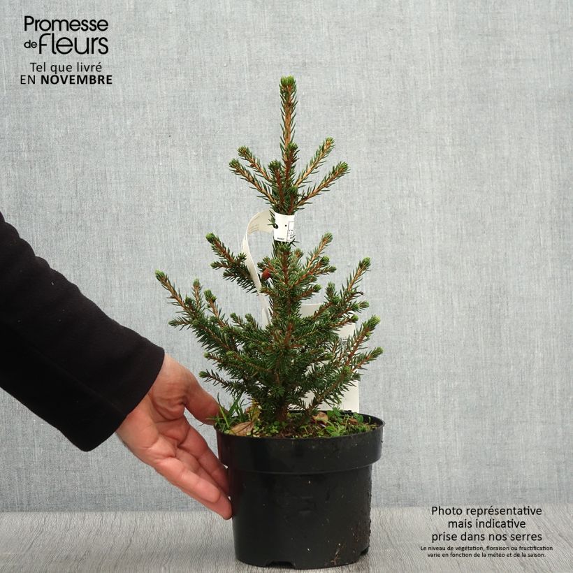Exemplar von Picea abies Will's Zwerg Topf mit 2L/3L wie im Herbst geliefert