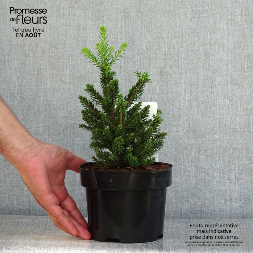 Exemplar von Picea abies Will's Zwerg Topf mit 2L/3L wie im Sommer geliefert