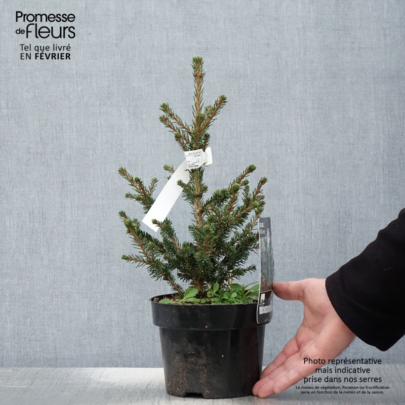 Exemplar von Picea abies Will's Zwerg Topf mit 2L/3L wie im Winter geliefert