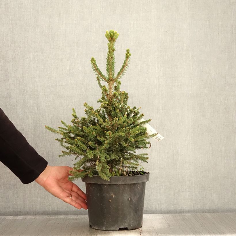 Exemplar von Picea abies Will's Zwerg Topf mit 7,5L/10L wie im Herbst geliefert
