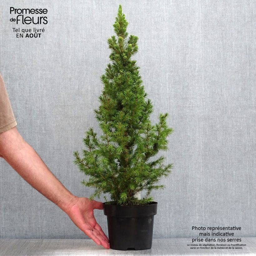 Exemplar von Picea glauca December Topf mit 3L/4L wie im Sommer geliefert