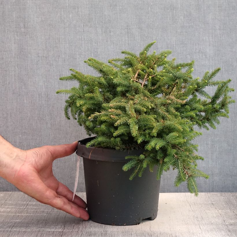 Exemplar von Picea mariana Nana Topf mit 2L/3L wie im Sommer geliefert