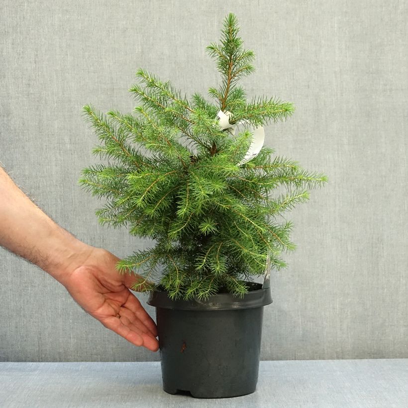 Exemplar von Picea omorika Topf mit 3L/4L wie im Herbst geliefert