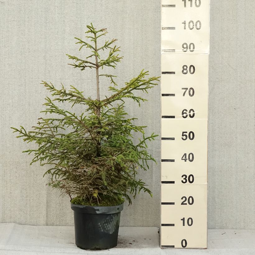 Exemplar von Picea orientalis Aureospicata Topf mit 7,5L/10L wie im Herbst geliefert