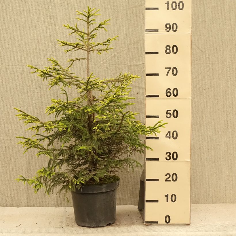 Exemplar von Picea orientalis Aureospicata Topf mit 7,5L/10L wie im Sommer geliefert