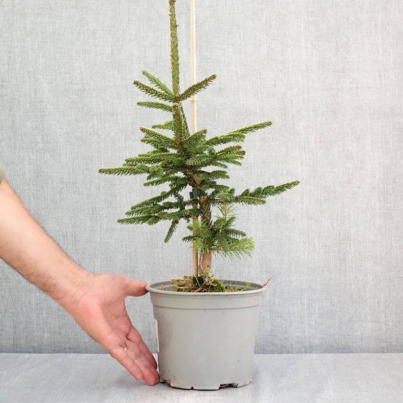 Exemplar von Picea orientalis Summergold Topf mit 3L/4L wie im Sommer geliefert