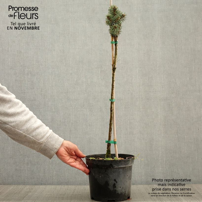 Exemplar von Picea pungens Brynek Topf mit 4L/5L wie im Herbst geliefert