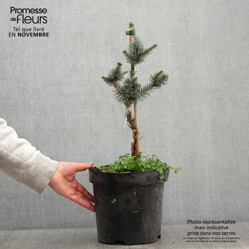 Exemplar von Picea pungens Iseli Foxtail Topf mit 3L/4L wie im Herbst geliefert