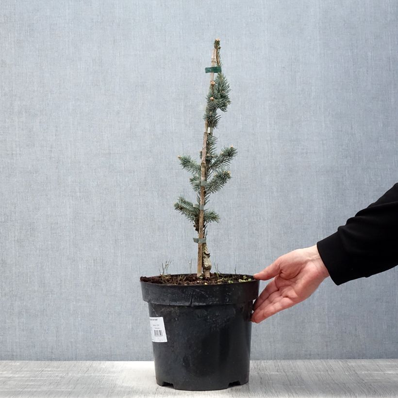 Exemplar von Picea pungens Iseli Foxtail Topf mit 3L/4L wie im Frühjahr geliefert