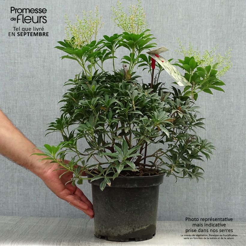 Exemplar von Schattenglöckchen Debutante - Pieris japonica Topf mit 4L/5L wie im Herbst geliefert